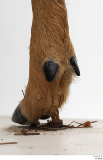 European roe deer foot hoof 0012.jpg